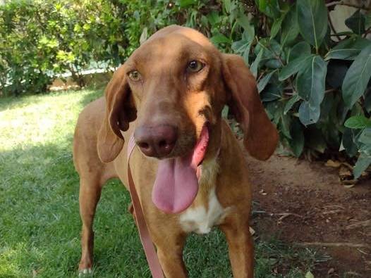 Adozione cane, femmina, Segugio Razza sconosciuta, 4 anni e 2 mesi, taglia media, Crotone