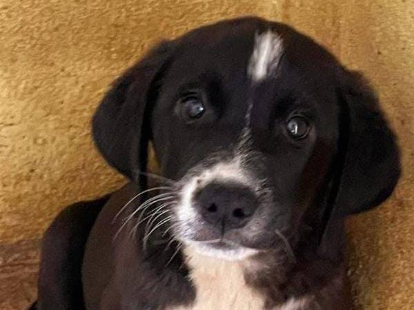 Adozione cane, femmina, Razza sconosciuta Razza sconosciuta, 3 mesi, taglia media, Asti