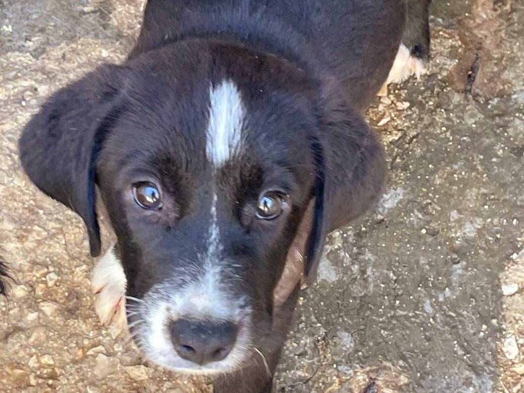 Adotta un cane, femmina, 3 mesi, Asti