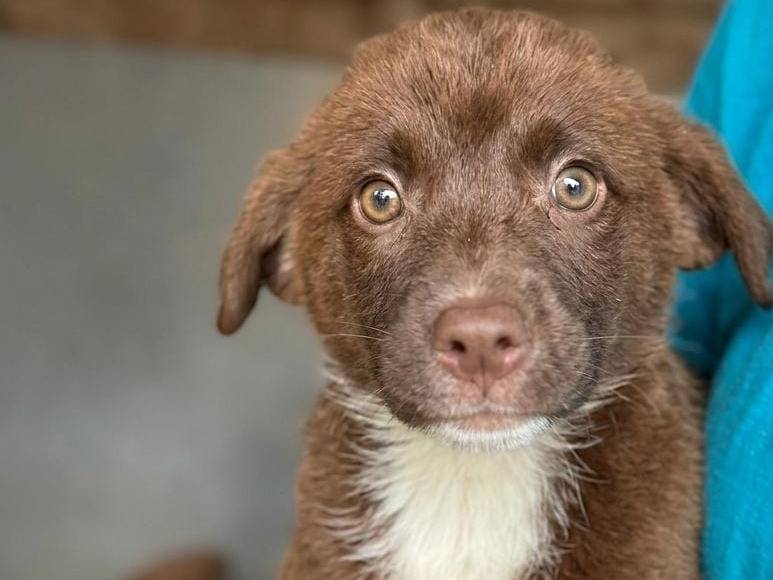 Adozione cane, femmina, Razza sconosciuta Razza sconosciuta, 3 mesi, taglia media, Avellino