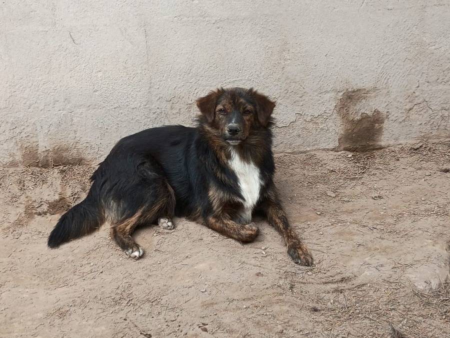 Adozione cane, maschio, Razza sconosciuta Razza sconosciuta, 1 anno e 1 mese, taglia media contenuta, Caserta