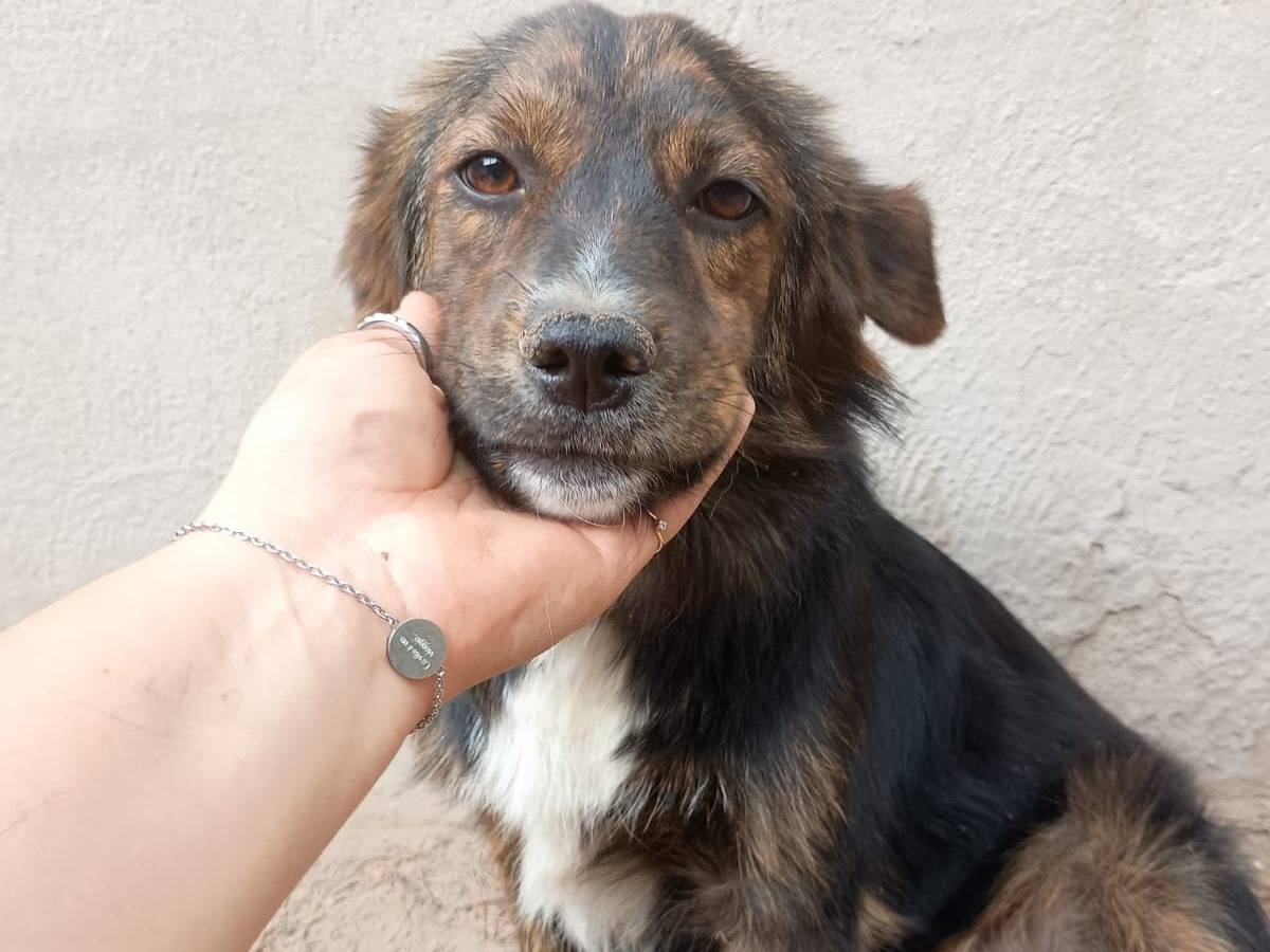 Adotta un cane, maschio, 1 anno e 1 mese, Caserta