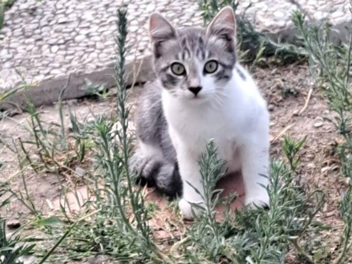 Adozione gatto, femmina, Razza sconosciuta Razza sconosciuta, 3 mesi, taglia non valida, Pavia