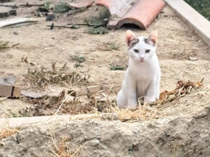 Adotta un gatto, femmina, 3 mesi, Pavia