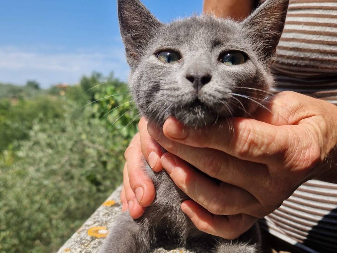 Adotta un gatto, maschio, 3 mesi, Frosinone