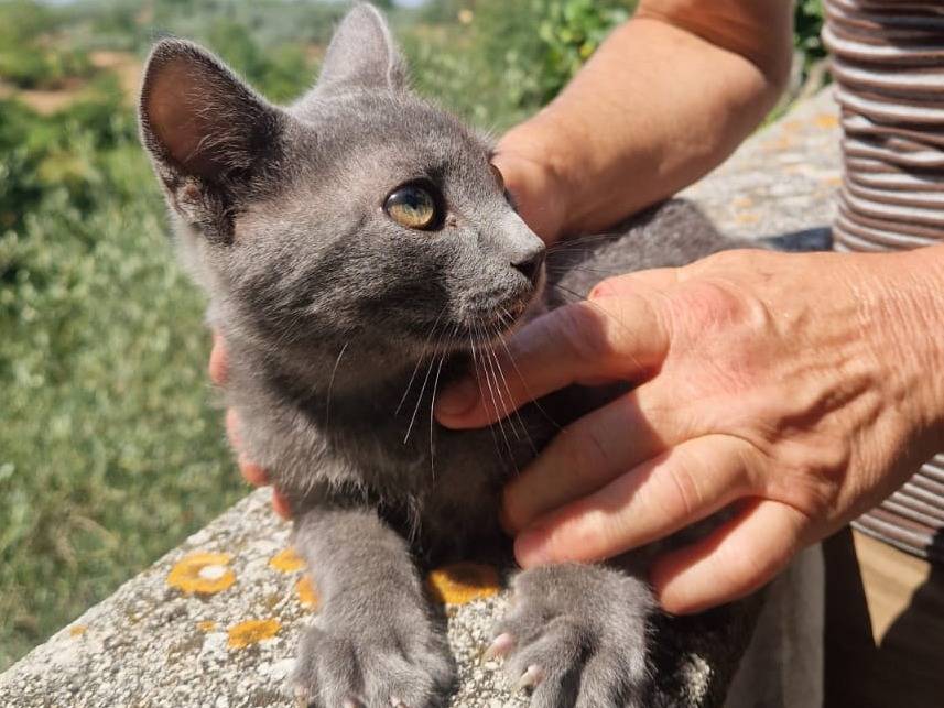 Adozione gatto, maschio, Razza sconosciuta Razza sconosciuta, 3 mesi, taglia non valida, Frosinone