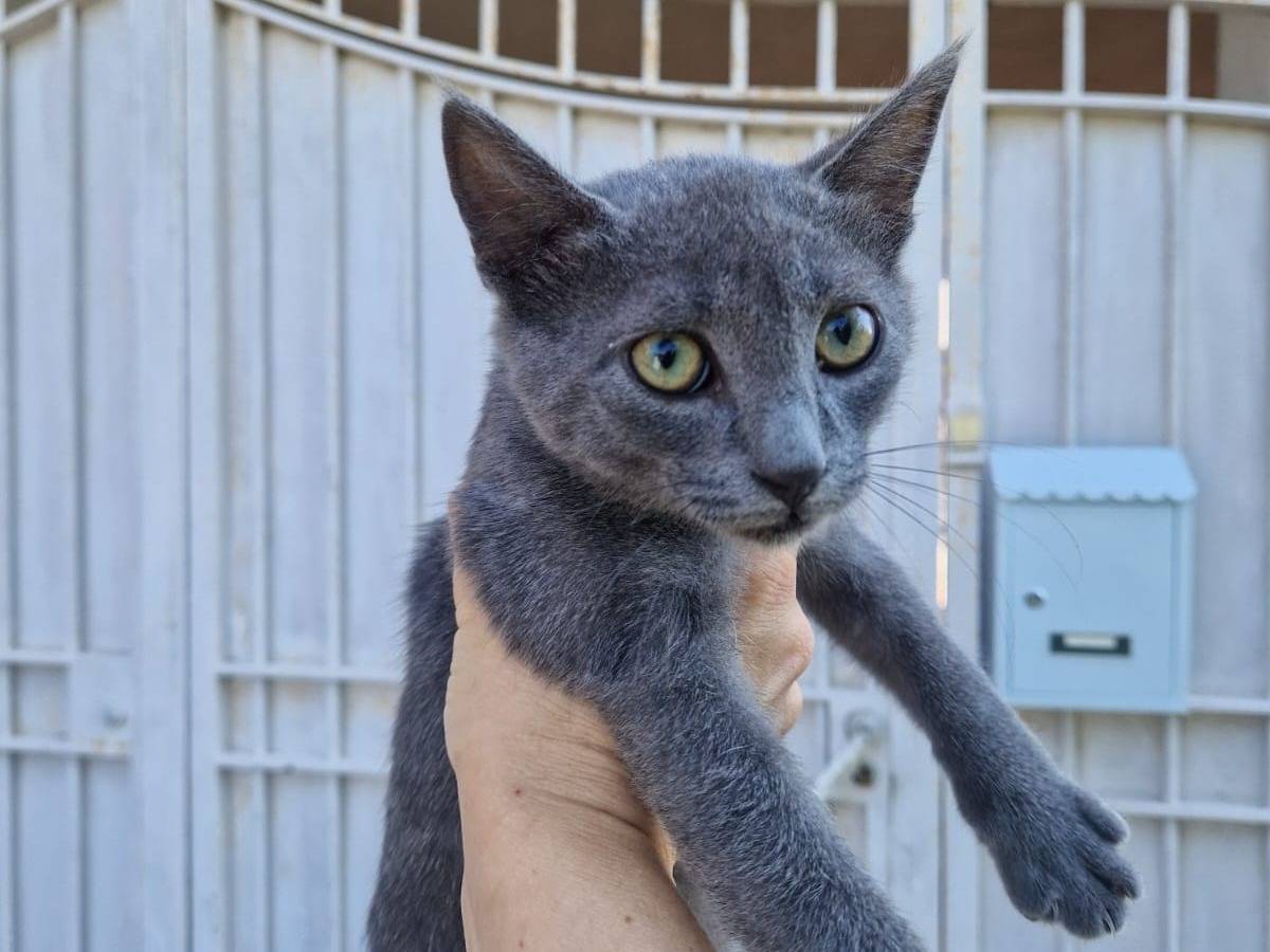 Adotta un gatto, taglia non valida, maschio, Frosinone