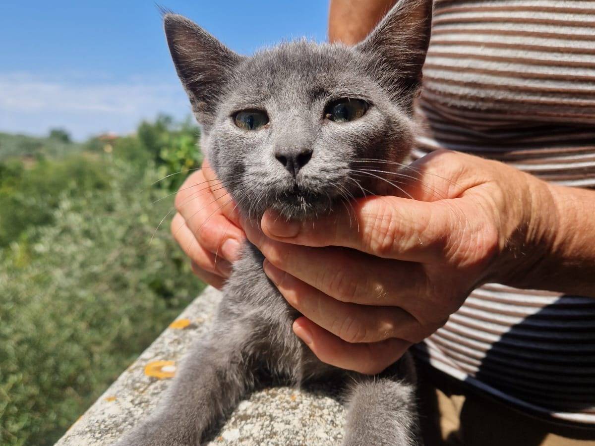 Vuoi adottare un gatto a Frosinone?