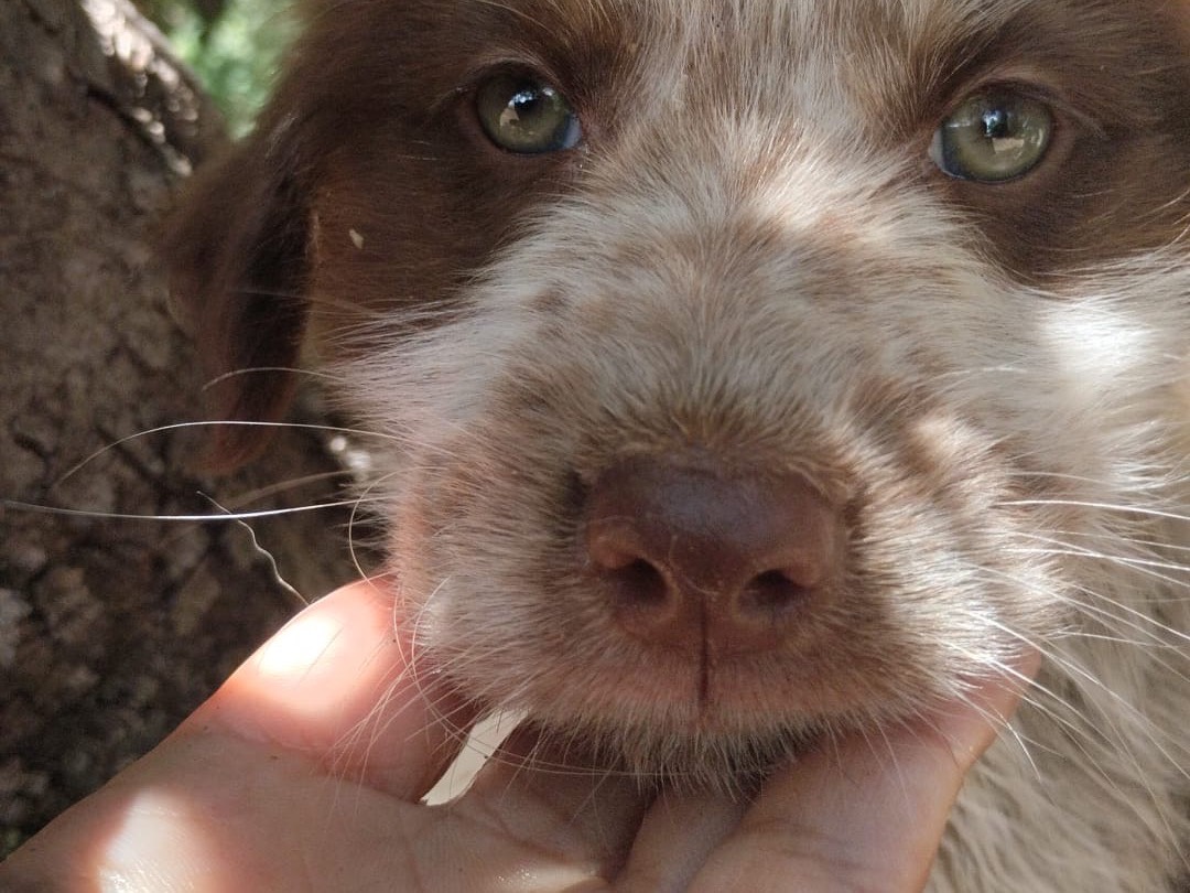 Adotta un cane, maschio, 3 mesi, Vibo