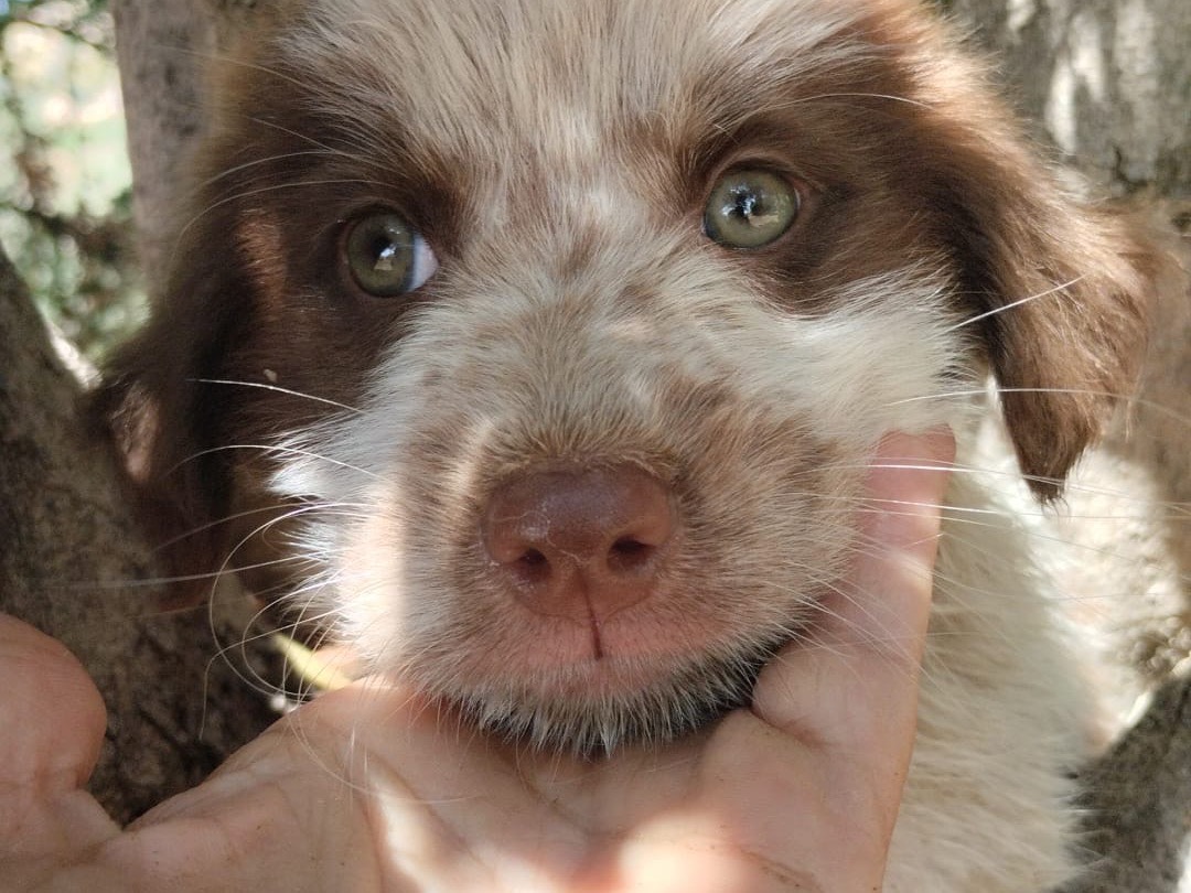 Adozione cane, maschio, Razza sconosciuta Razza sconosciuta, 3 mesi, taglia media, Vibo