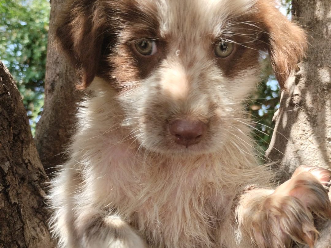 Adotta un cane, taglia media, maschio, Vibo