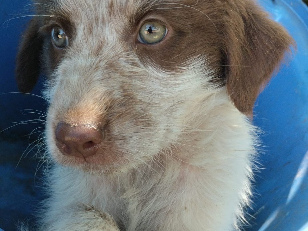 Vuoi adottare un cane a Vibo?
