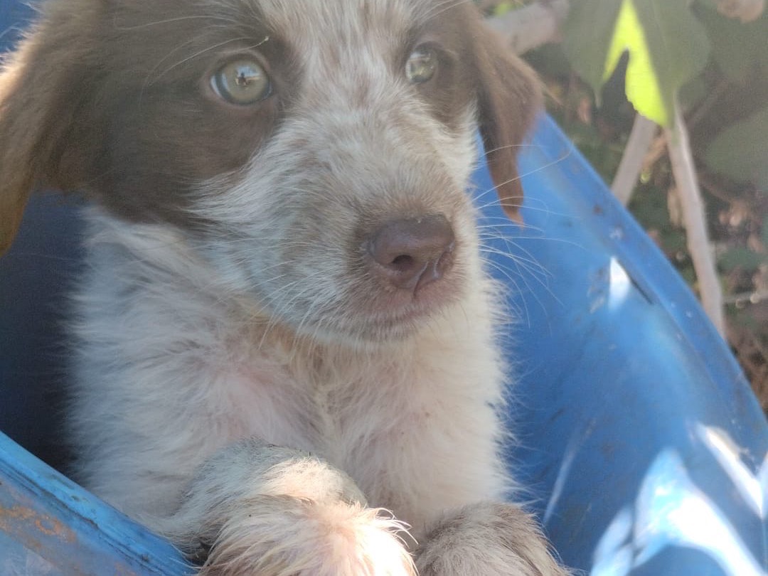 Adotta il cane Argo a Vibo