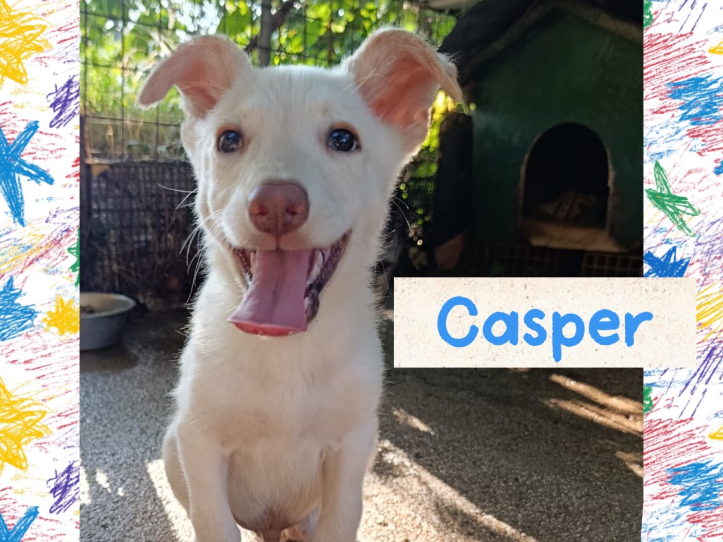 Adozione cane, maschio, Razza sconosciuta Razza sconosciuta, 3 mesi, taglia media contenuta, Catanzaro