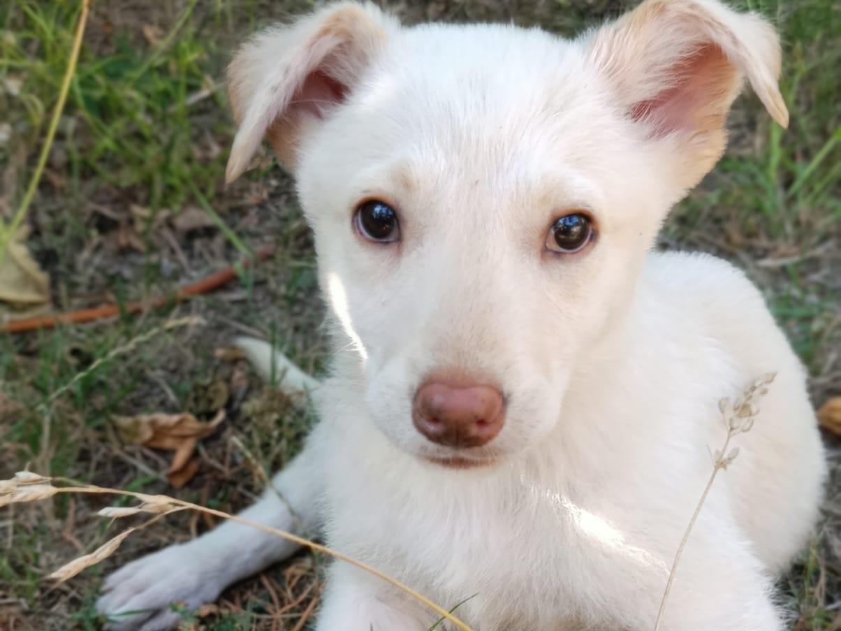 Adotta un cane, maschio, 3 mesi, Catanzaro