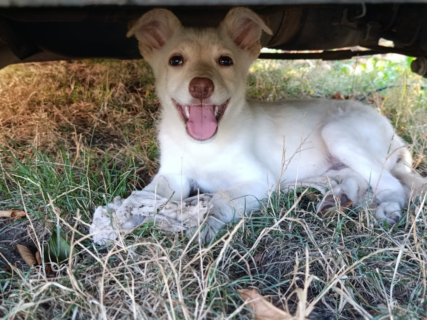 Adotta un cane, taglia media contenuta, maschio, Catanzaro