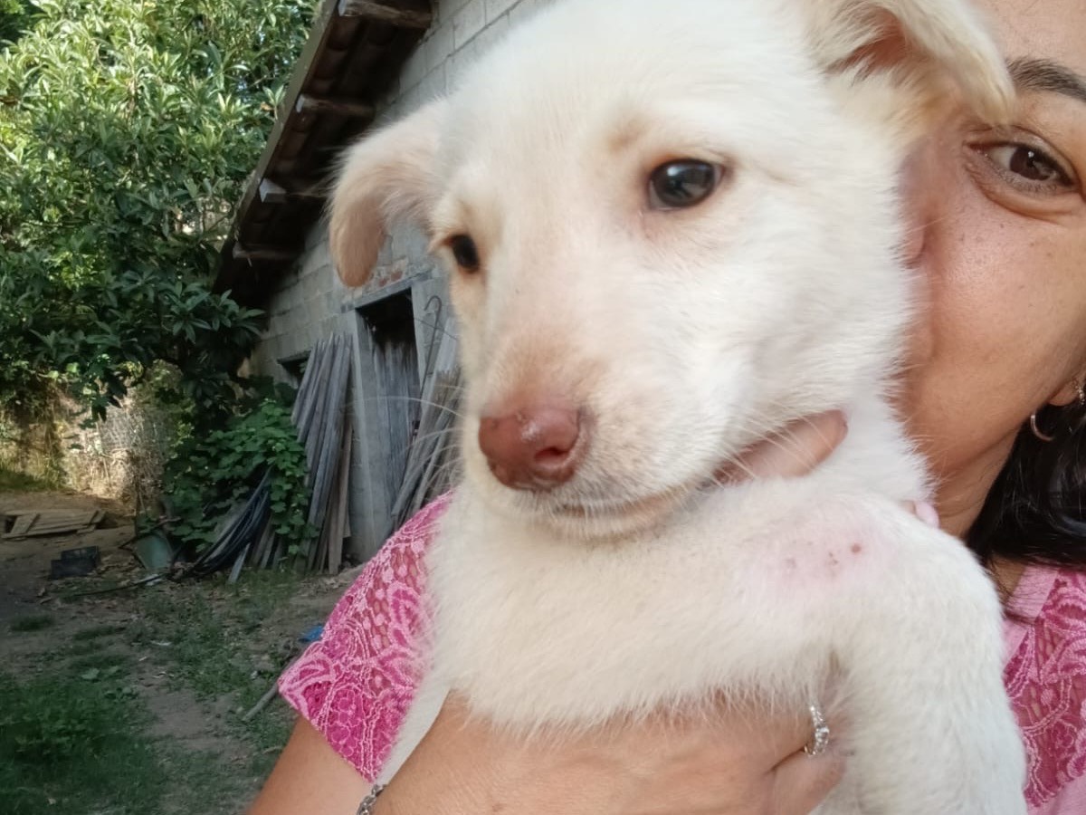 Vuoi adottare un cane a Catanzaro?