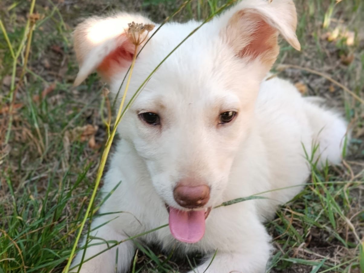 Adotta il cane Casper a Catanzaro