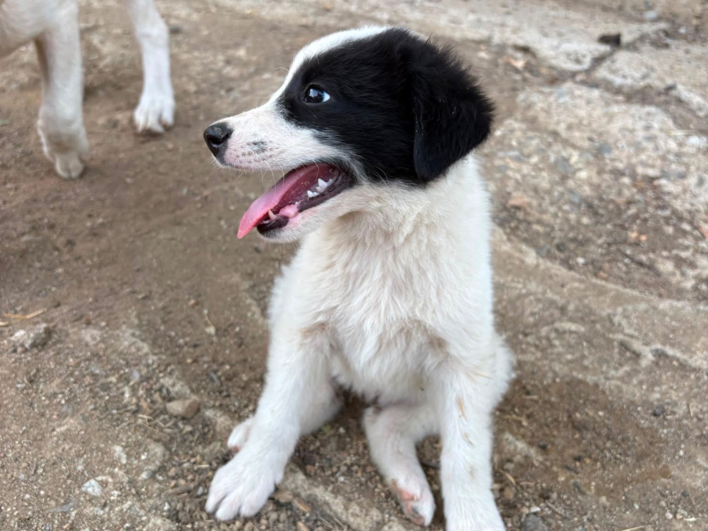 Adotta un cane, femmina, 3 mesi, Catanzaro