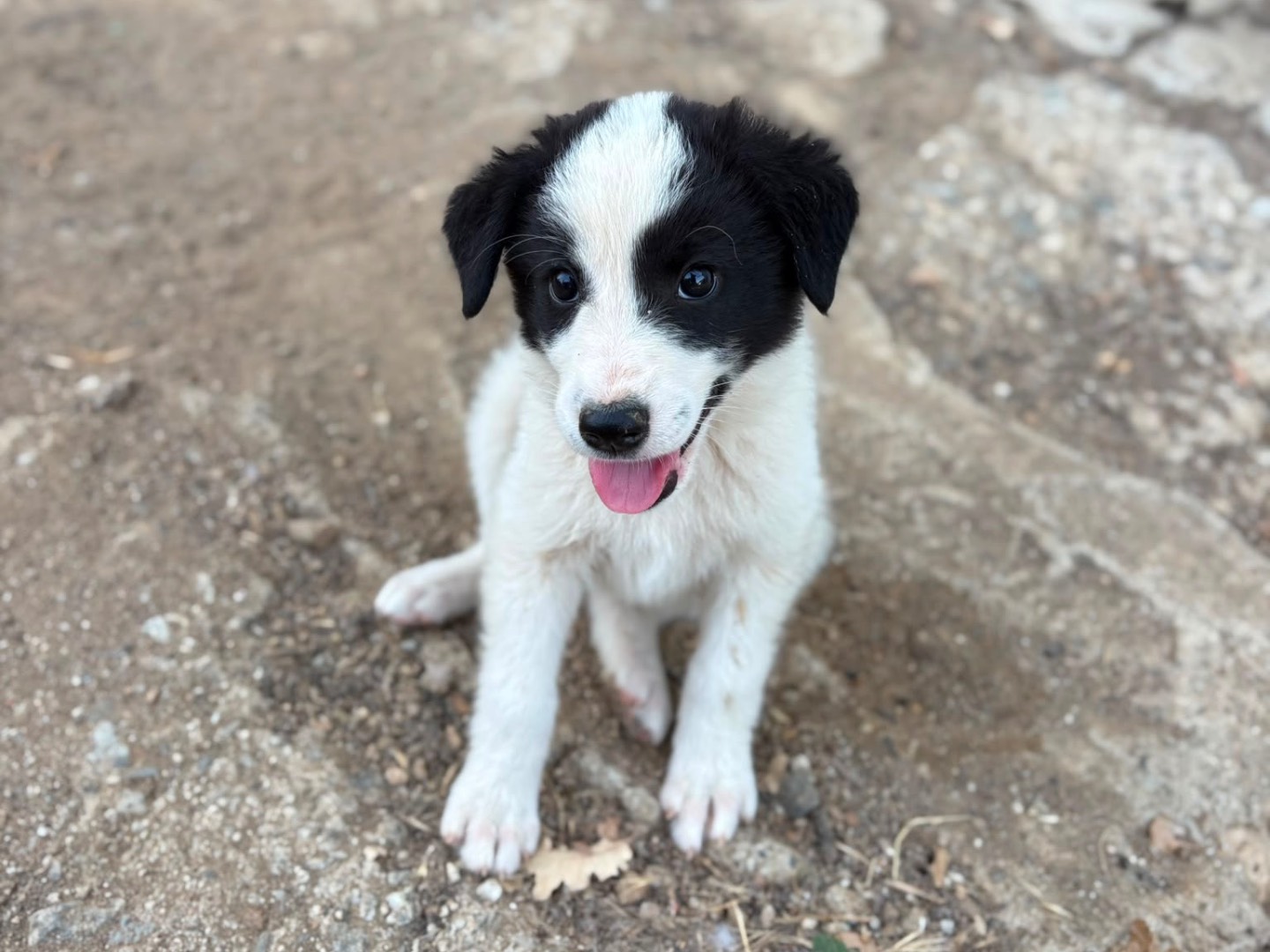 Adotta un cane, taglia media contenuta, femmina, Catanzaro