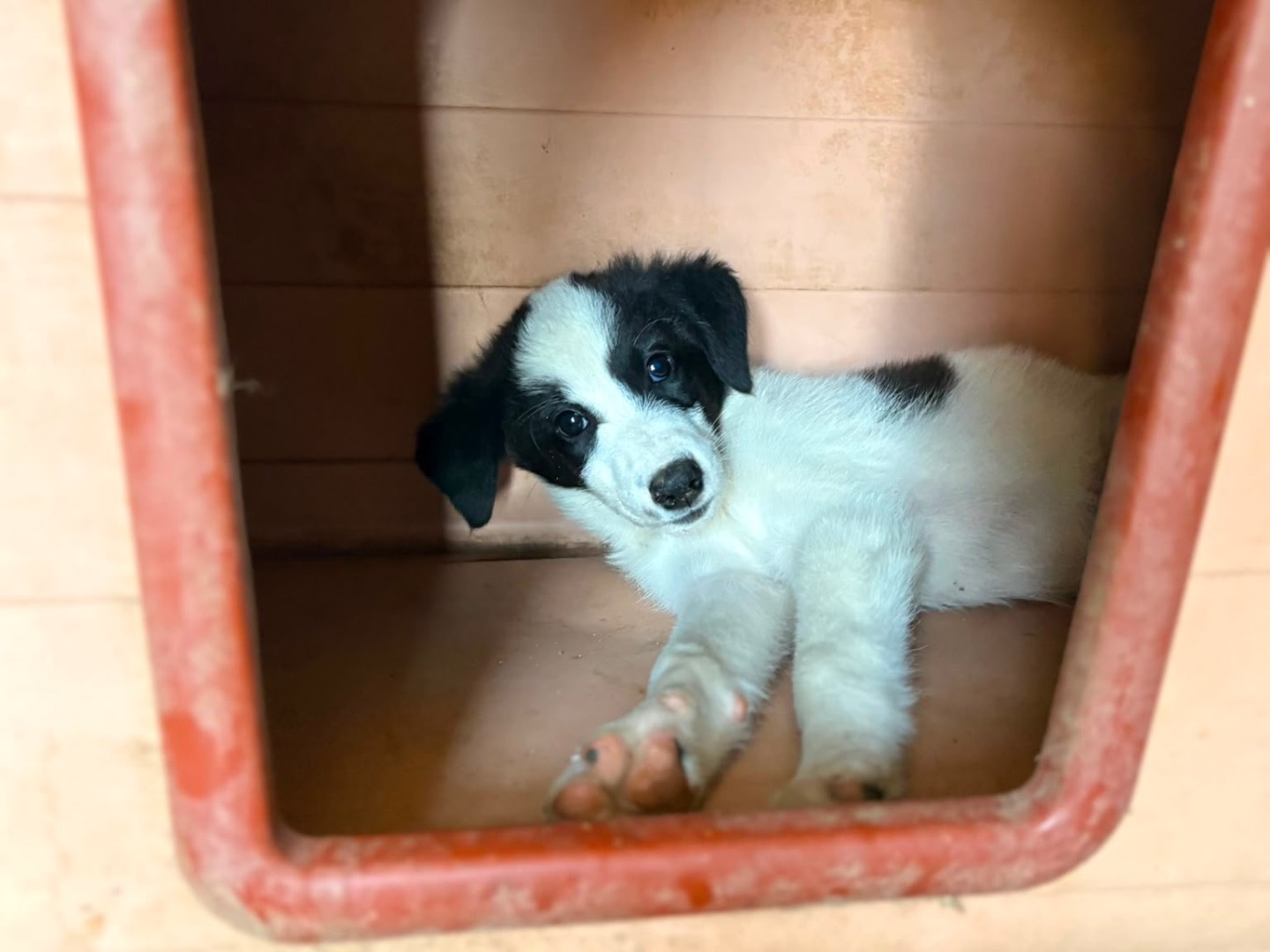 Vuoi adottare un cane a Catanzaro?