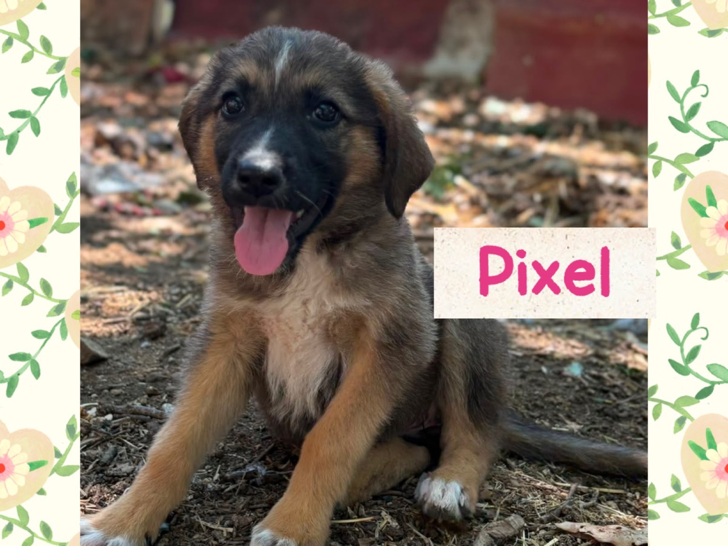 Adozione cane, femmina, Razza sconosciuta Razza sconosciuta, 3 mesi, taglia media contenuta, Catanzaro