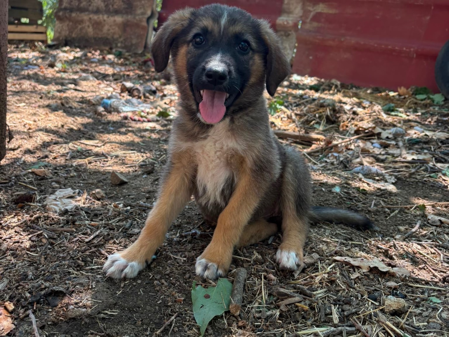 Adotta un cane, femmina, 3 mesi, Catanzaro