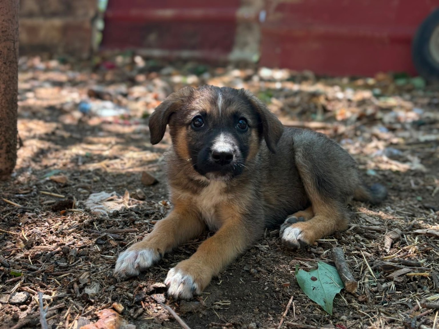 Adotta un cane, taglia media contenuta, femmina, Catanzaro