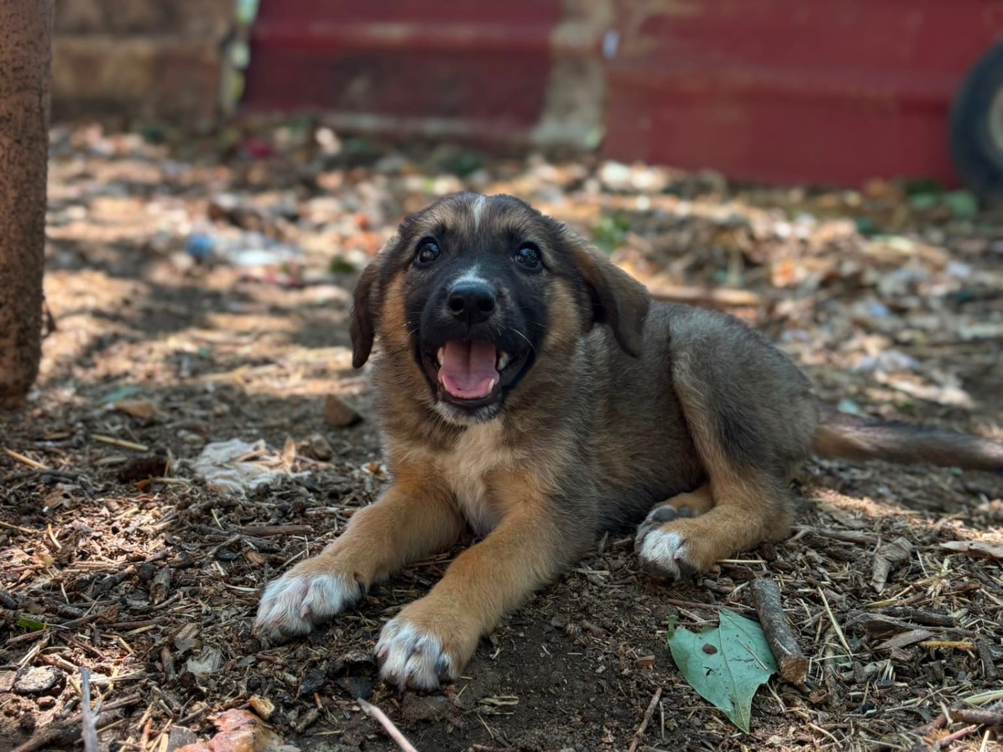 Vuoi adottare un cane a Catanzaro?