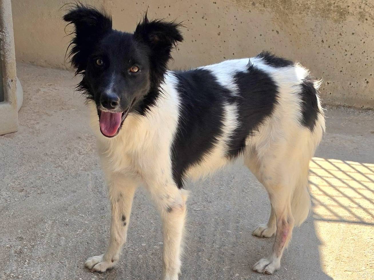 Adozione cane, femmina, Razza sconosciuta Razza sconosciuta, 1 anno e 5 mesi, taglia media contenuta, Taranto
