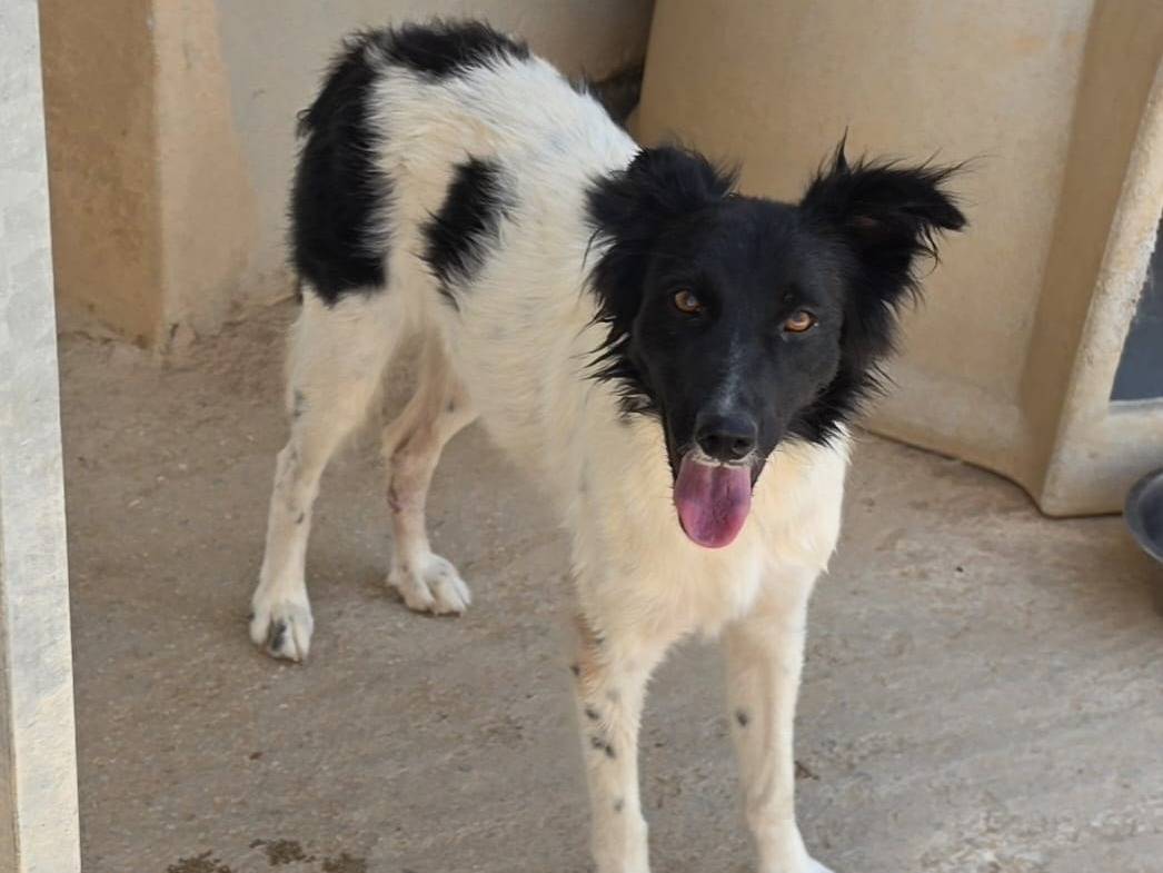 Adotta un cane, femmina, 1 anno e 5 mesi, Taranto