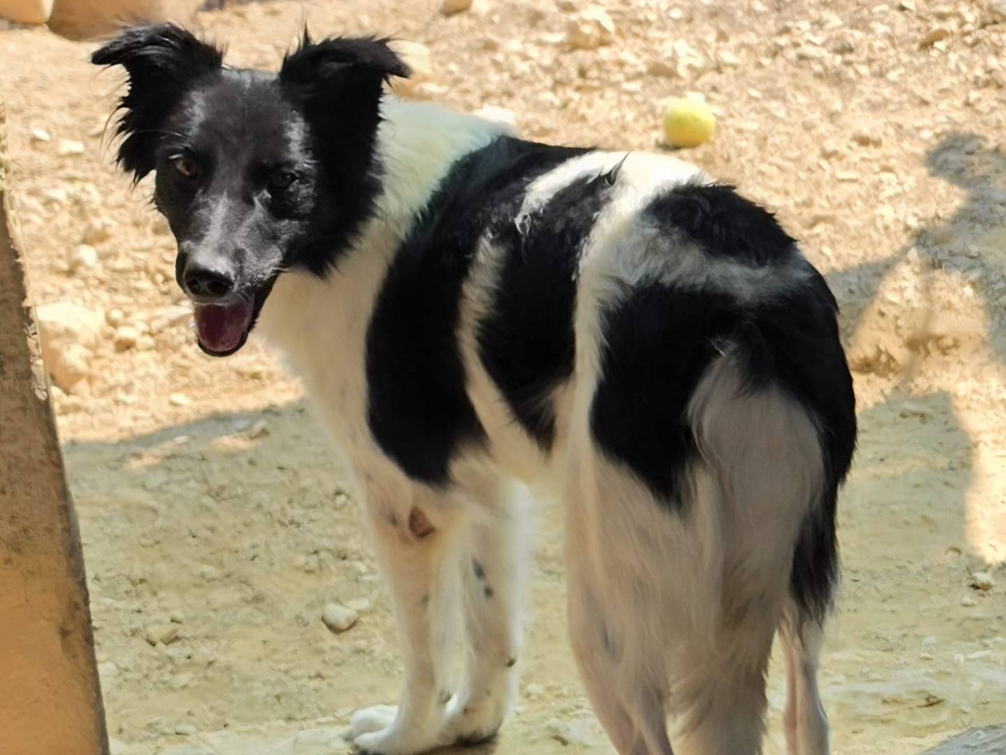 Adotta un cane, taglia media contenuta, femmina, Taranto