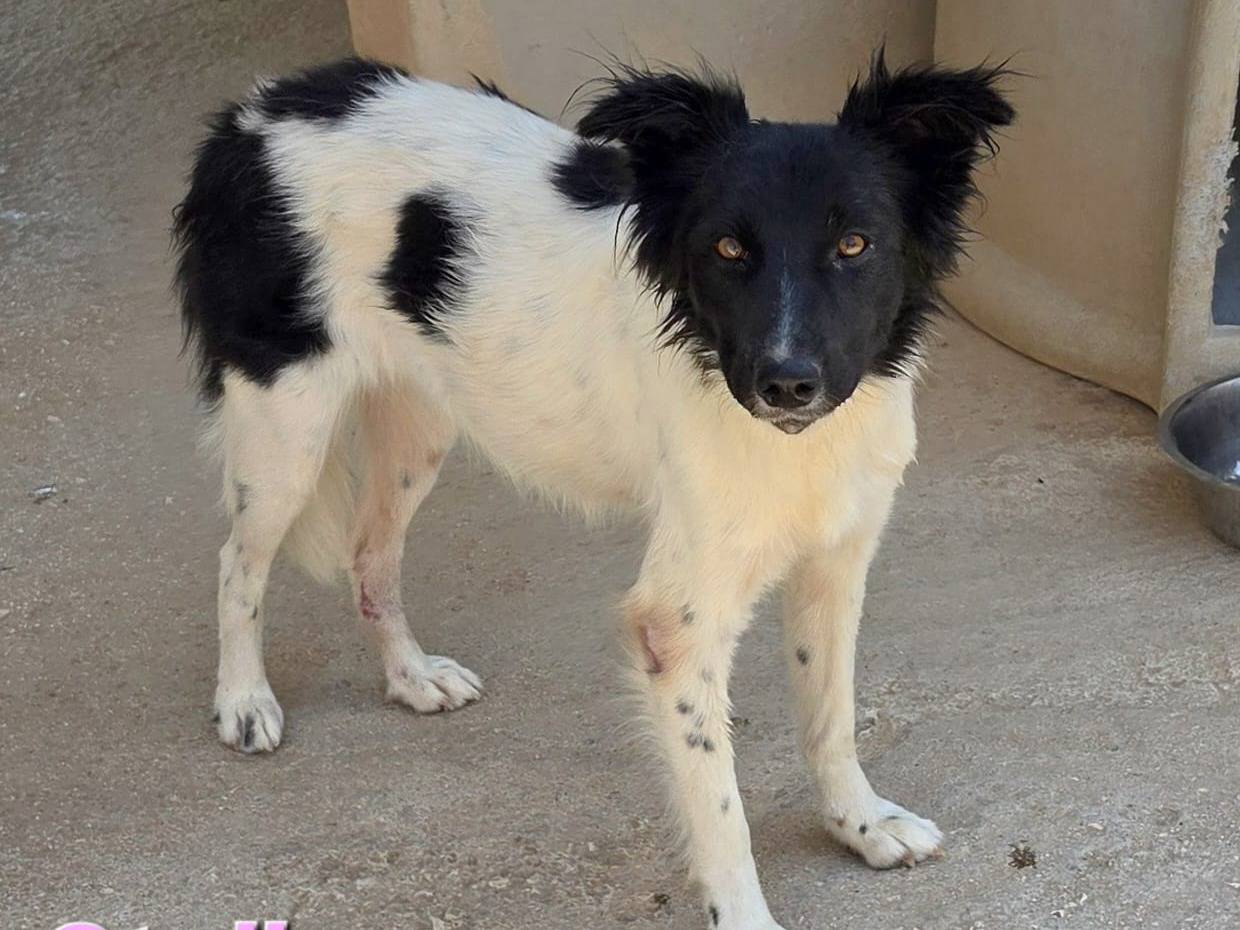 Vuoi adottare un cane a Taranto?