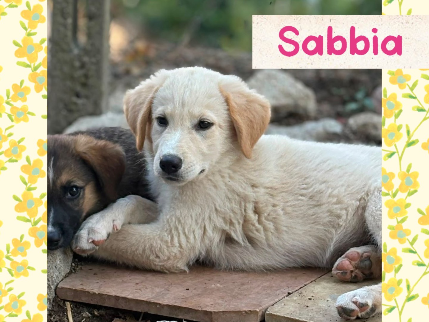 Adozione cane, femmina, Razza sconosciuta Razza sconosciuta, 3 mesi, taglia media, Catanzaro
