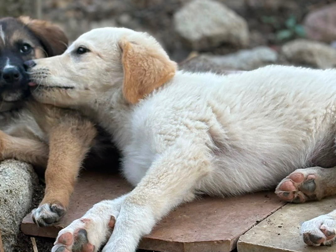 Adotta un cane, femmina, 3 mesi, Catanzaro