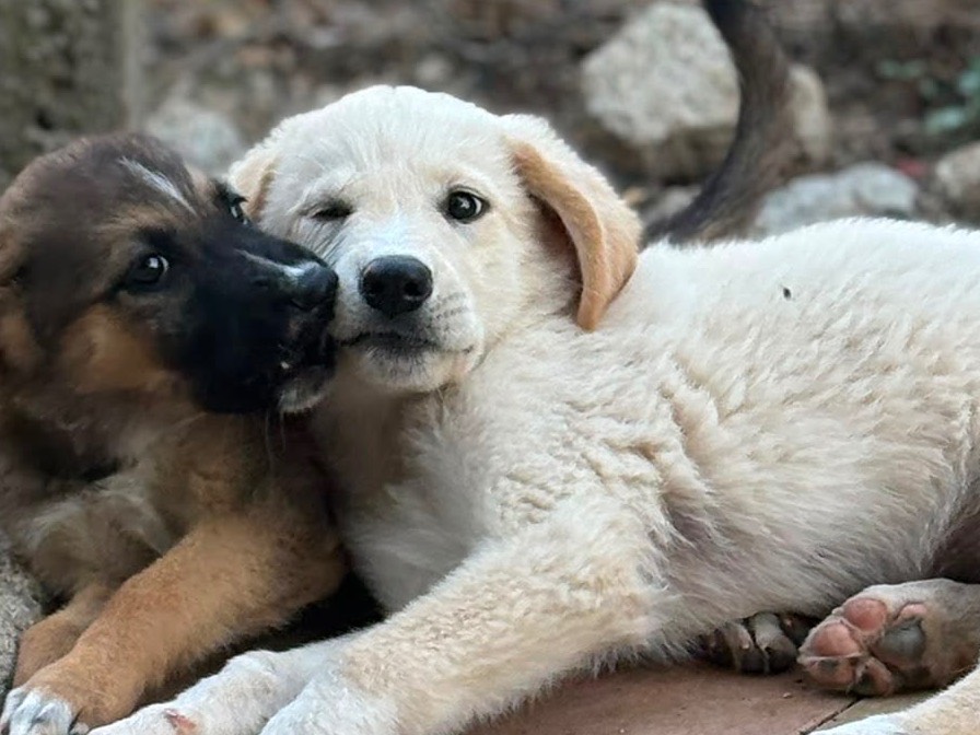 Adotta un cane, taglia media, femmina, Catanzaro