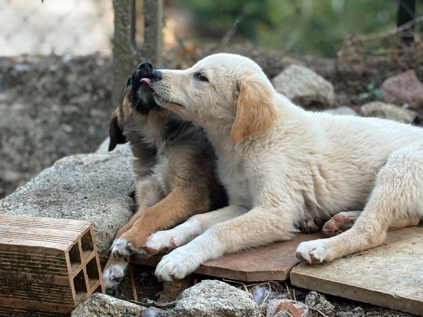 Vuoi adottare un cane a Catanzaro?