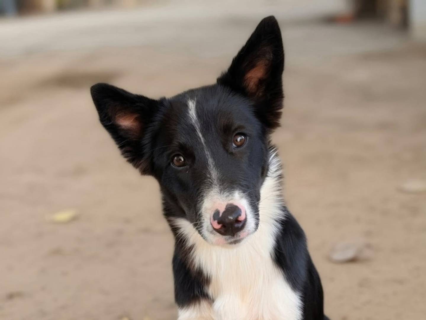 Adozione cane, femmina, Border Collie Razza sconosciuta, 6 mesi, taglia media, Taranto