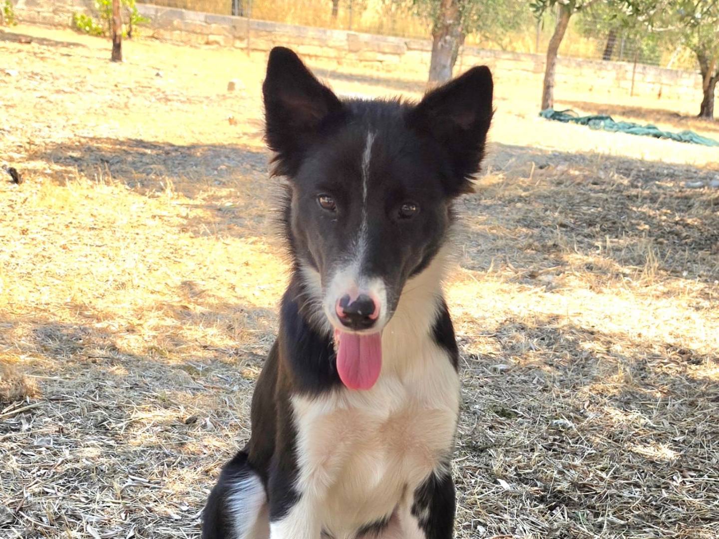 Adotta un cane, femmina, 6 mesi, Taranto