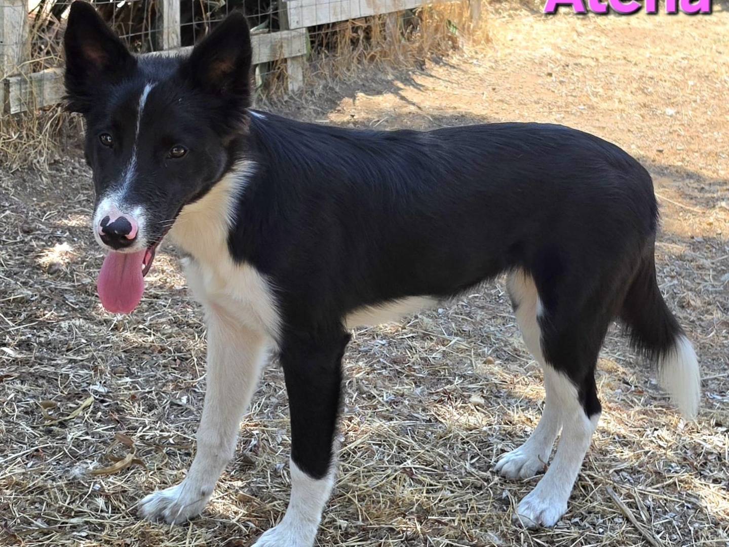 Adotta un cane, taglia media, femmina, Taranto