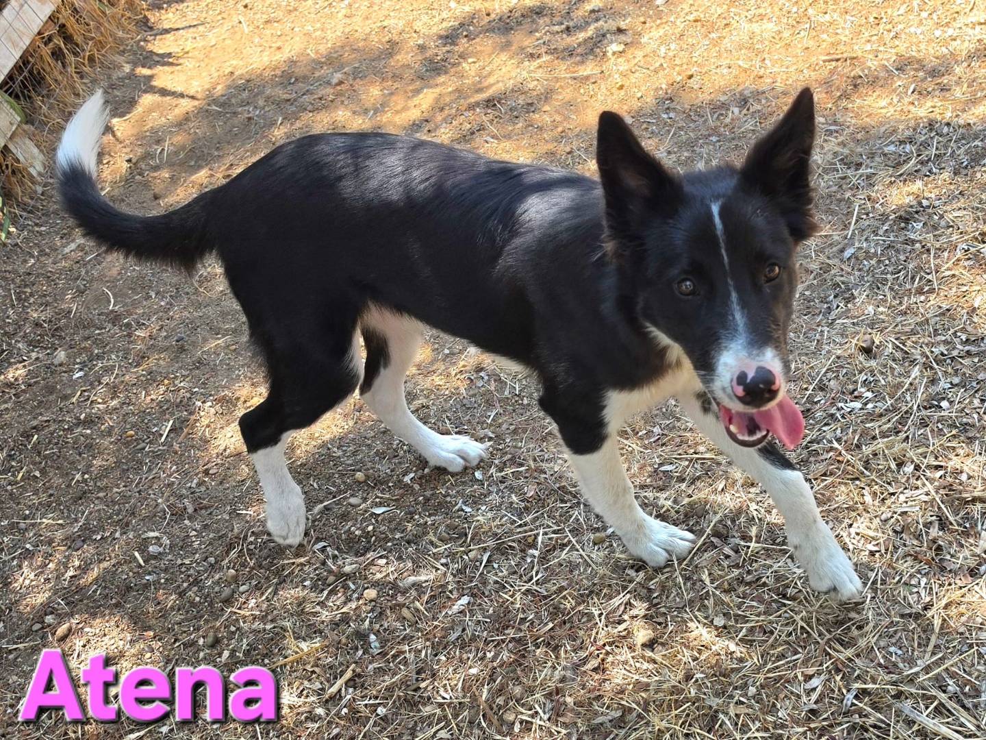 Vuoi adottare un cane a Taranto?