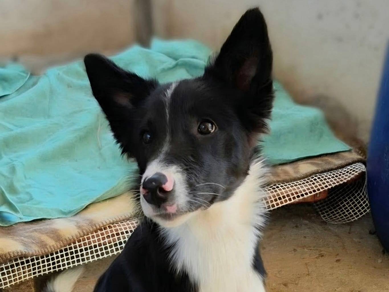 Adotta il cane Atena a Taranto