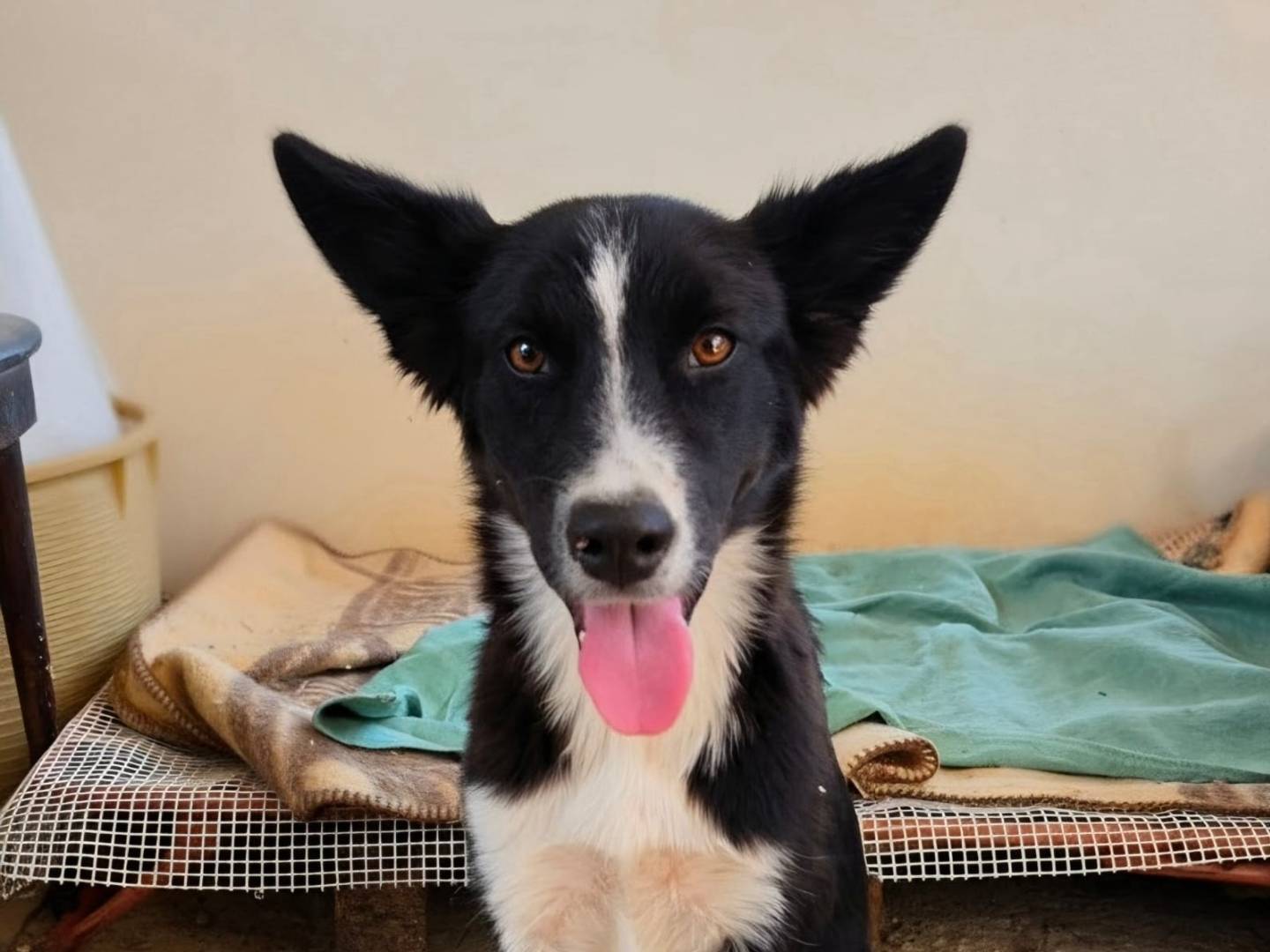 Adozione cane, femmina, Border Collie Razza sconosciuta, 6 mesi, taglia media, Taranto
