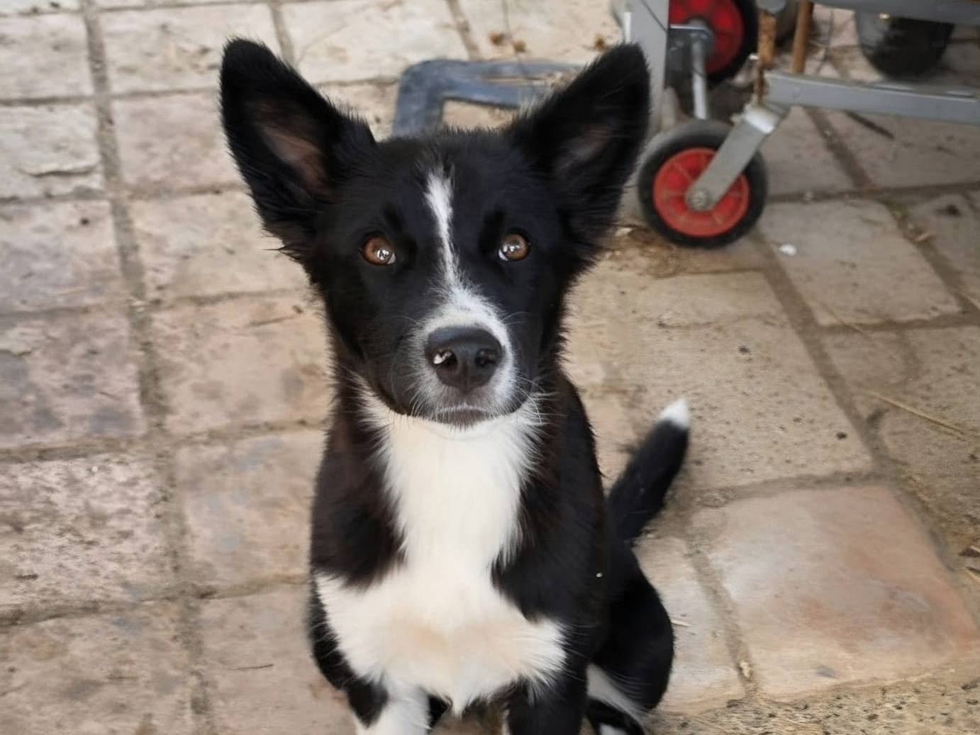Adotta un cane, femmina, 6 mesi, Taranto
