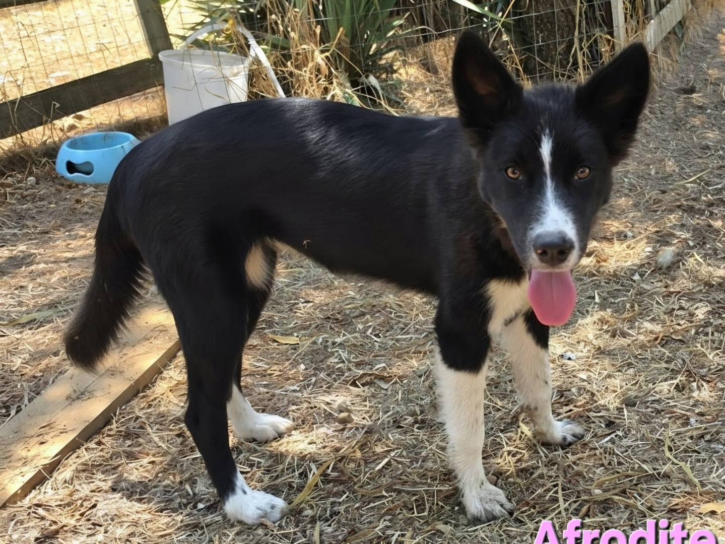 Adotta un cane, taglia media, femmina, Taranto