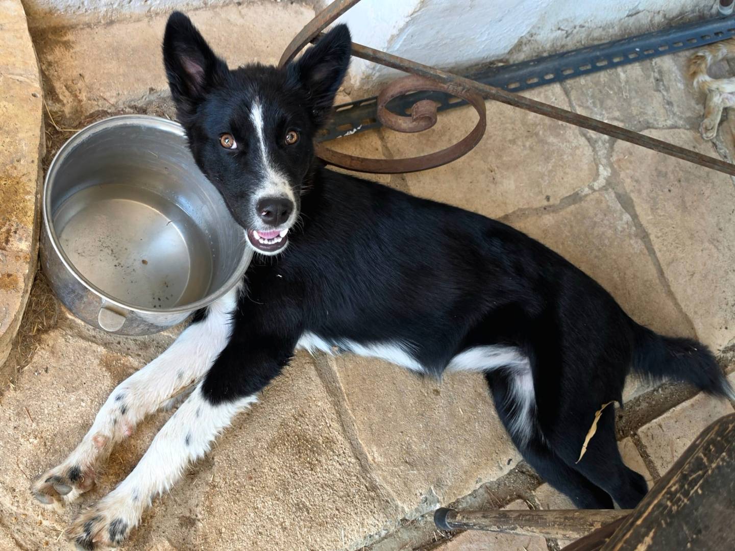 Adotta il cane Afrodite a Taranto