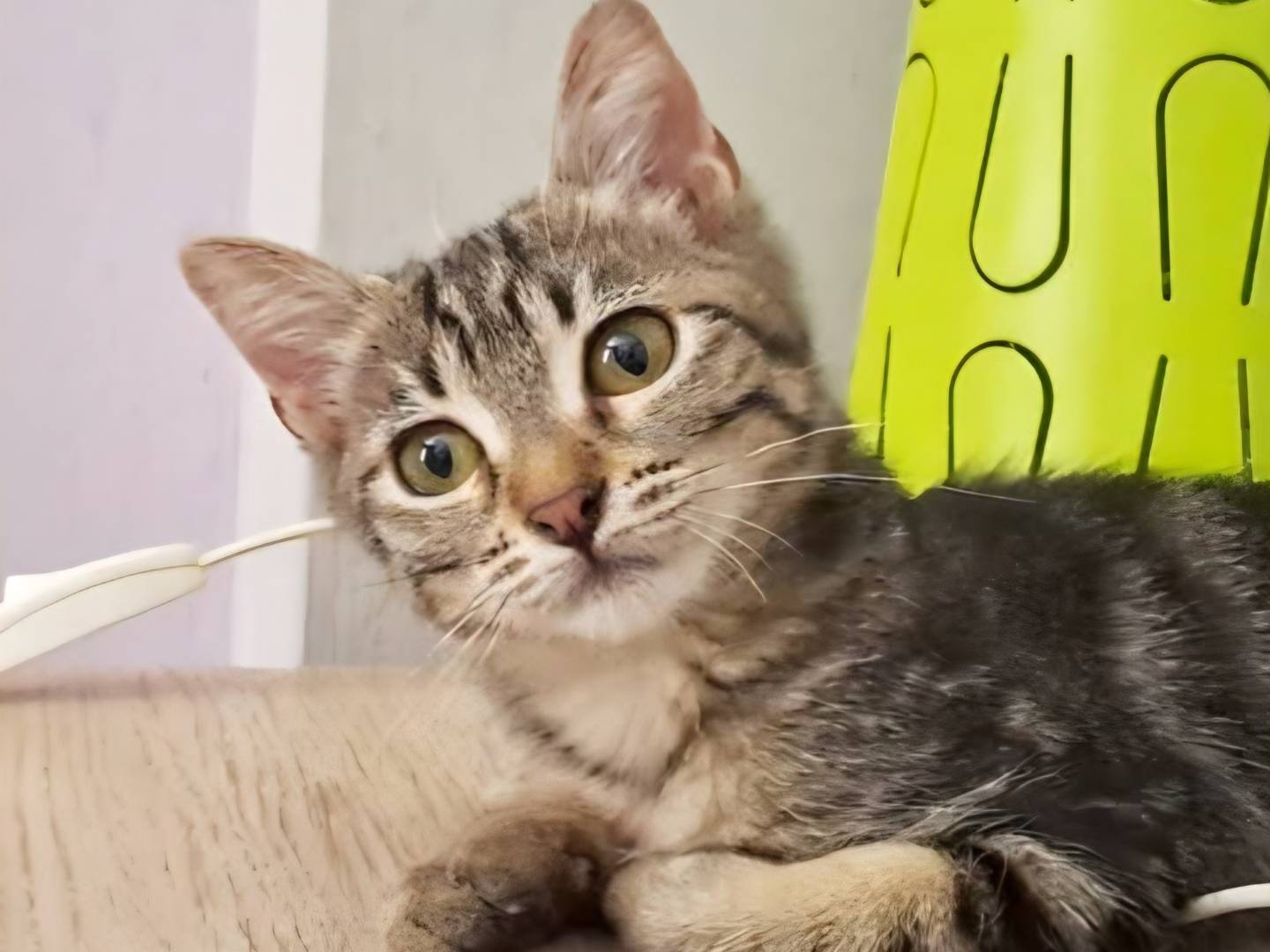 Adozione gatto, femmina, Razza sconosciuta Razza sconosciuta, 2 mesi, taglia non valida, Torino