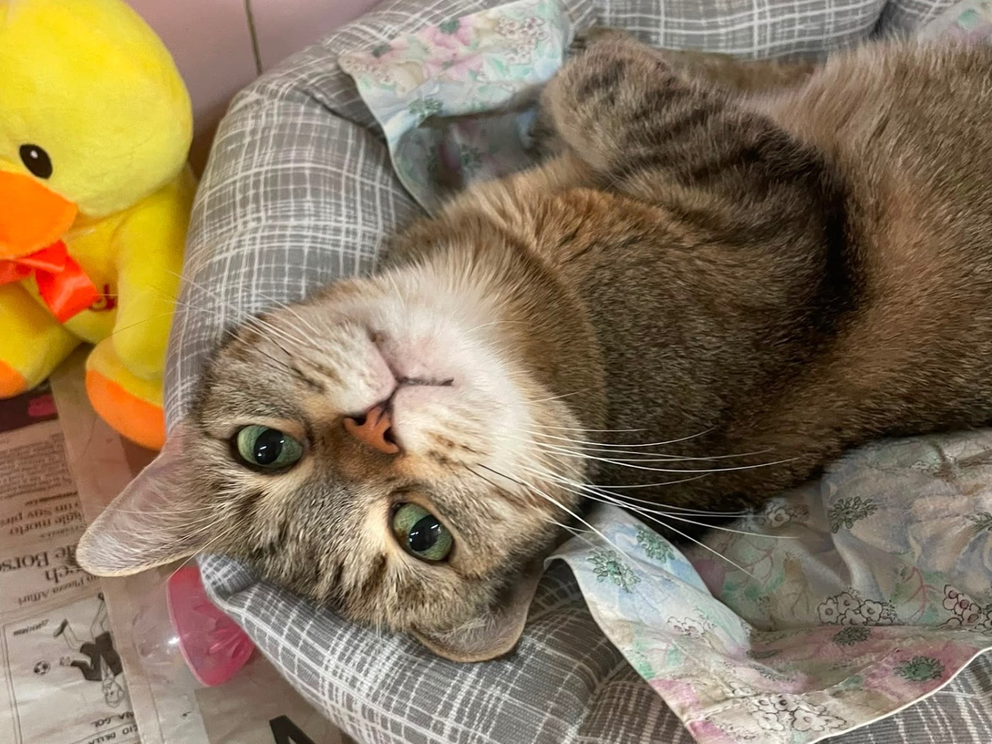 Adotta un gatto, femmina, 11 anni e 2 mesi, Milano