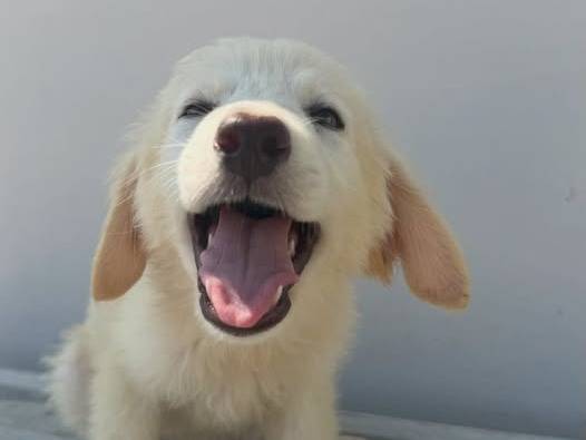 Adozione cane, femmina, Razza sconosciuta Razza sconosciuta, 4 mesi, taglia media, Matera