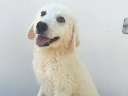 Adozione cane, femmina, Razza sconosciuta Razza sconosciuta, 4 mesi, taglia media, Matera
